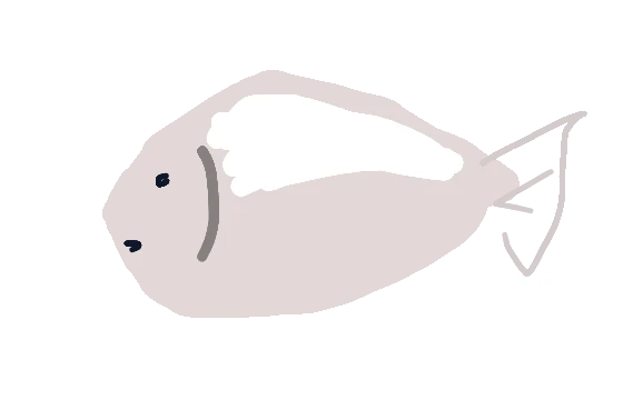 毛毛·圆滚滚