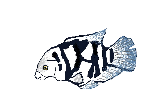 parrotfish-Peter