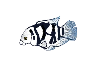parrotfish-Peter